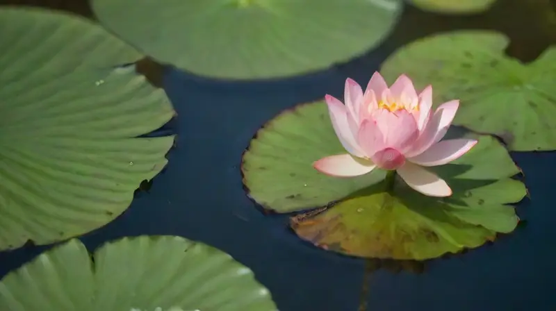 Un lotus sereno en un entorno armónico