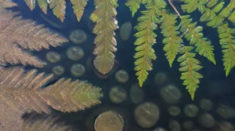 Agua clara y serena invita a la tranquilidad